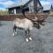 New cabin in fabulous Idre activity area