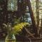 Eco Village In The Forest - 拉戈代希