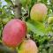 Cabinas las Manzanas Bed y Breakfast Cabinas las Manzanas Bed y Breakfast