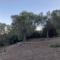 Anna’s Olive Grove