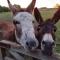 Glamping at the Retreat Wiltshire is rural bliss - Chippenham