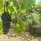 Holiday house Nono - Apartment in a quiet location