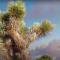 THREE TREE VILLA w/ EV Charging - Yucca Valley