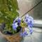 Bloom Box Apartments - Craiova