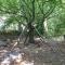 Nethercott House - Winkleigh