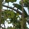 Hotel Campestre Arboretto