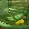 La Joupa case Anthurium