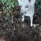 Wellington Farm Devon near sidmouth beach & AONB- dog friendly