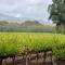 Luxury Napa Vineyard Estate 15 min from St Helena - Angwin