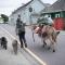 Dingle Harbour Cottages Type A