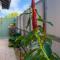 Lush Home in Trendy Parap with Private Pool - Darwin