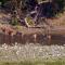 Bardia Eco Lodge
