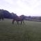 Moaps Farm B&B support small business, welcome, check in from 5 pm