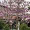 Park Ashik