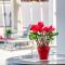 Antesia Coral Bay Resort by Ezoria Villas - Adults only