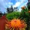 The Art Garden- Hibiscus Guesthouse - Hawaiian Ocean View