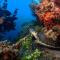 La Tortue Diving Resort Dauin