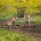 Sariska Manor Luxury Cottages Tehla