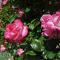 Ti Aval - Gîte de charme à la campagne - côte de granit rose - Bégard
