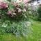 B&B Rosindell