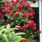 B&B Rosindell