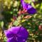 Casa Viña: a spectacular away from it all holiday - La Orotava