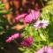 Casa Viña: a spectacular away from it all holiday - La Orotava