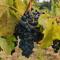 Podere Borgaruccio
