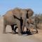 Bushveld Magic - Klipdrift