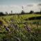 Vicarage Farm Cottages