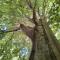 Grande Tente Tipi en pleine forêt - Burzet