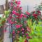 Apartments by the sea Drvenik Mali (Drvenik) - 15535 - 小德尔韦尼克岛