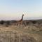 Vaalkrans Game Lodge - Heilbron