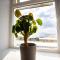 Entire penthouse apartment with sea views Portrush - Portrush