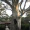 The Tree Motel