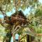 Art Jungle Eco Lodge