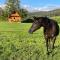 Agri Camp Dolomiti - Беллуно