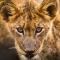 Honeyguide Tented Safari Camp - Khoka Moya - 曼耶雷蒂野生动物园