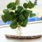 Gwandalan - 1 Bed Apartment, Within Tenby Town Walls