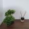 Talsa 1-bedroom apartment in city center Šiauliai