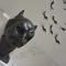 NEW - BatAppart - DIJON - Insolite