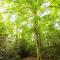 Foggy Bottom Cabins - Pisgah Forest