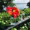 Aore Hibiscus Retreat
