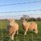 Abbey farm luxury glamping