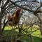 The Steading at Pitmeadow Farm - Dunning