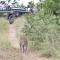 Kambaku River Sands - Timbavati Game Reserve