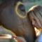 The Mountain Lion - horses SEDONAS MOST LOVED