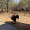 Serene Bush Villa close to the Kruger - Marloth Park