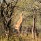 Serene Bush Villa close to the Kruger - Marloth Park