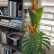 Neitas Nest